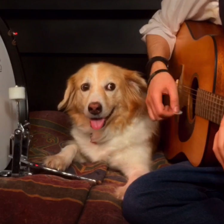 Viral drumming dog returns with another hit Vine