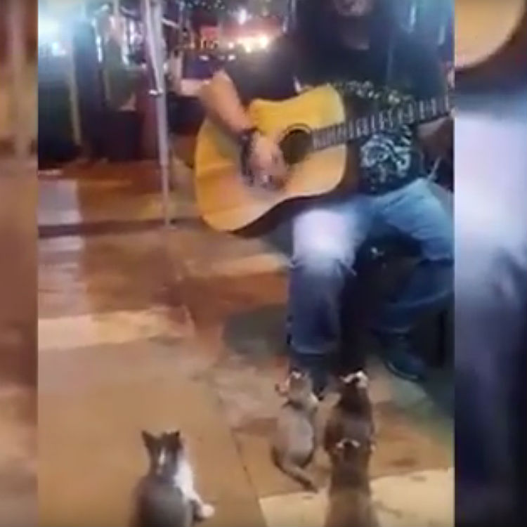 Kittens watching street busker perform in Malaysia video
